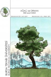 Ağaç ve Orman-Cover